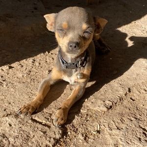 Meet your Posher, Diego